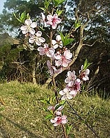 　全村一起來熱鬧！（圖與文：張登傑、陳樂團）