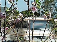 　全村一起來熱鬧！（圖與文：張登傑、陳樂團）