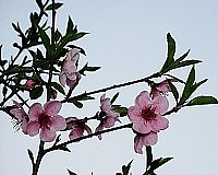 　全村一起來熱鬧！（圖與文：張登傑、陳樂團）