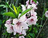 　全村一起來熱鬧！（圖與文：張登傑、陳樂團）