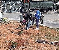 　東引植樹工作，今年從西引島開始，耐風耐寒的海桐，仍然是栽植的首選。（圖／文：陳其敏）