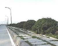 　白沙濱海連外道海桐綠化三年有成，小樹苗已長大成樹。（圖／文：陳鵬雄）