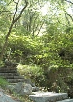 　到勝天公園找春天！沿石階小徑可以發現滿山頭的綠意盎然。（圖／文：張登傑）