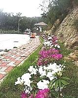 　縣府杜鵑花植栽有成，山線主幹道一大片茂密艷麗的花朵，就像道路的裝飾彩帶，令人賞心悅目。（圖／文：曹重偉）