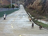 野狗群都趁大清早人少時,就在大馬路邊大搖大擺一起行動。(圖/文:曹重偉)