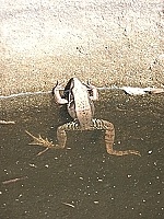 東莒大埔魚路古道入口轉彎處發現貢德氏赤蛙。(圖/王建華提供)