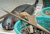 　海巡隊在三連嶼執行任務時，發現大陸漁民捕獲懷有身孕之露脊鼠海豚，海巡隊發現時，這隻海豚媽媽已氣絕多時。（圖／文：張登傑）