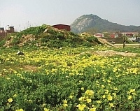 　塘岐沙地月見草生長良好，目前正值花期。（圖／文：陳鵬雄）