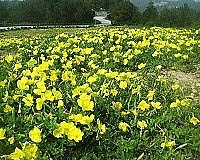 縣府利用山線東靖廬附近空地植栽月見草,正值花開時節,形成美麗的金黃花海。(圖/文:曹重偉)