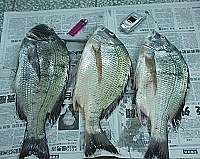 　北竿釣友釣獲三尾共十斤大黑鯛，為沉寂的釣況再掀高潮。（圖／文：陳鵬雄）