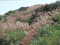 芒花大張旗鼓地占據東引島的每一處山野,充分展現數大就是美的格局。(圖/文:陳其敏)