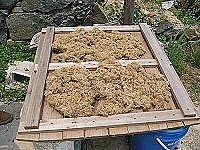 　石花菜處理過程繁瑣，經過多日曝曬後才能將原有的深紫色漂為淡黃色。（圖／文：林冰芳）