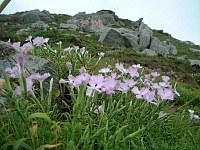 東引的山野地,此刻都已經被長萼瞿麥所占據。(圖/文:陳其敏)