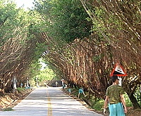 　一九四旅官兵協助莒光鄉整理環島公路周邊雜草。（圖／文：陳樂團）