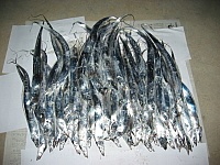 　由於白帶魚貪食，每位釣友都可在短時間內滿載而歸。（圖／文：林冰芳）