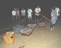 橋仔村民捕獲今年首批上千斤的鯷魚。（圖／文：陳鵬雄）