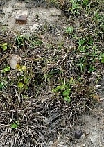 　南竿秋桂亭與海水淡化廠之間的海岸邊坡上，又發現地雷，圖中左上角為M3型、右下角為Ｍ２Ａ４型地雷。（圖／文：張登傑）