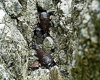 　夫人澳口驚見兩枚軍用六○迫砲砲彈，民眾希望軍方能夠謹慎積極處理。（圖／文：張登傑）