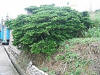 　全村一起來熱鬧！（圖與文：張登傑、陳樂團）