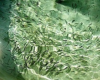 建設局在四維村芙蓉澳口進行黑鯛魚苗放流,局長張壽華帶領鄉親一起脫掉鞋子走進海中,將魚苗放流回大海。(圖/文:曹重偉)
