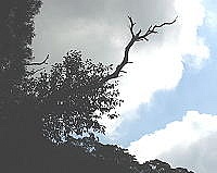 　枯木逢春／圖與文：陳鵬雄