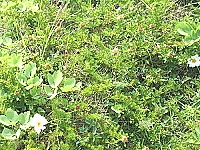 全村一起來熱鬧!(圖與文:張登傑、陳樂團)