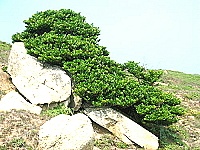 全村一起來熱鬧!(圖與文:張登傑、陳樂團)