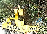 　縣府建設局昨日進行福澳運動場路樹修剪工作，以營造清新亮麗的運動會環境。（圖／文：張登傑）