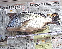 怪物出水。（圖／文：陳鵬雄）