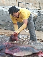 　王愈超博士昨日又發現死亡海豚，研究團隊立即進行解剖工作。王愈超說，以馬祖發現海豚的頻率，可以成立全球性的觀測研究站。（圖／文：張登傑）