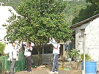 　莒光鄉一農友柳丁成長結實纍纍。（圖／文：陳樂團）