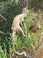 大蜥蜴模仿秀。（圖與文：林冰芳）