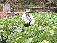 　板里農地大白菜生長良好，天冷採收口感最佳。（圖／文：陳鵬雄）