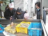 　橋仔漁民蝦蛄豐收，挑嘴的老饕要選大隻的。（圖／文：陳鵬雄）