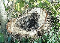 　夫人之愛。（圖／文：張登傑）