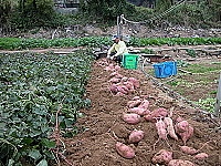 　正值地瓜採收期，馬祖開發地瓜加工品亟具潛力。（圖／文：陳鵬雄）