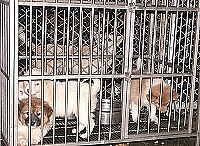 　南竿有處流浪犬收容中心「而且開放認養，不乏可愛的小狗喔，只可惜多數鄉親不知道。（圖／文：曹重偉）