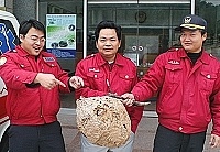 　連江縣政府消防局順利摘除山隴郵局樹上大型虎頭蜂窩。（圖／文：張登傑）