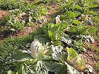 　東引今年的大白菜生長情形不如預期，產量也相對減少。（圖／文：陳其敏）