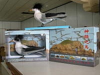 北竿業者推出新款黑嘴端鳳頭燕鷗模型產品。（圖／文：陳鵬雄）