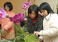 　曹曉芬老師昨日舉辦年節花藝班，花藝作品蝴蝶蘭盆栽組合擁有典雅大方的花形與豔麗花色，相當適合做為春節家庭的擺設。（圖／文：張登傑）