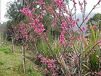 　春天來了怎知道？山線桃花舞春風的情境等您來體驗。（圖／文：曹重偉）