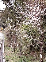 　寒流來襲後，梅園裡梅花樹花朵紛紛綻放，值得鄉親前往一觀。（圖／文：曹重偉）