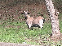　迷途的山羊。（圖／文：陳鵬雄）
