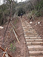 東引南澳山步道兩旁栽種山櫻花來增添山林美麗。(圖/文:陳其敏)