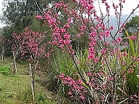 　全村一起來熱鬧！（圖與文：張登傑、陳樂團）
