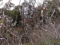 　全村一起來熱鬧！（圖與文：張登傑、陳樂團）