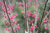 　全村一起來熱鬧！（圖與文：張登傑、陳樂團）