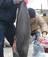 　南竿牛角澳口昨日上午發現一隻死亡露脊鼠海豚。（圖／文：張登傑）