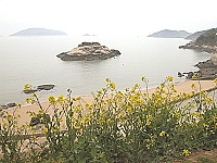 油菜花與龜島／圖與文：陳鵬雄